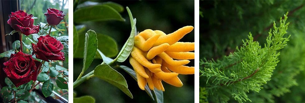 Eye Area Moisturizing and Hydrating Essence