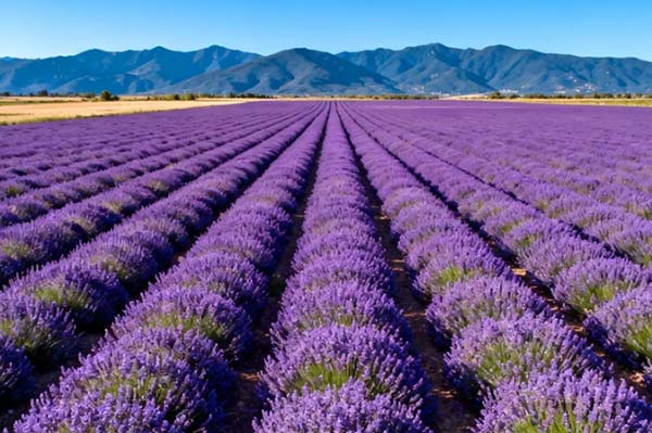 Natural anti-itch and soothing essence